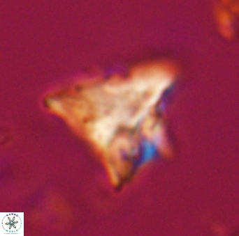 Orthorhabdus serratus 30385