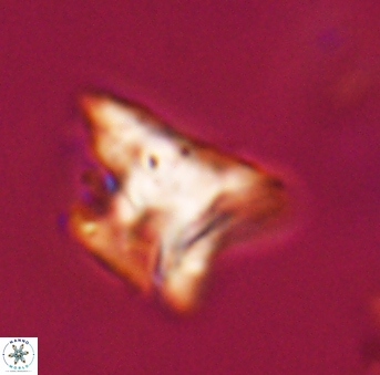 Orthorhabdus serratus 30386