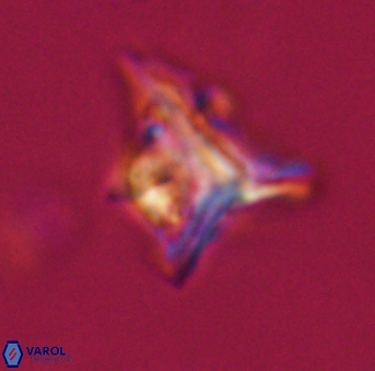 Orthorhabdus serratus 30387