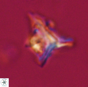 Orthorhabdus serratus 30387