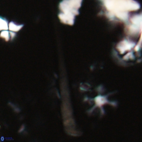 Orthorhabdus serratus VR 028104