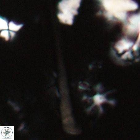 Orthorhabdus serratus VR 028104