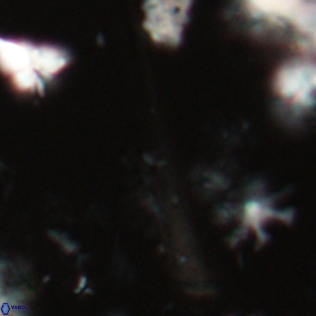 Orthorhabdus serratus VR 028106