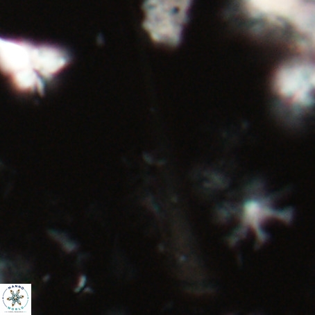 Orthorhabdus serratus VR 028106