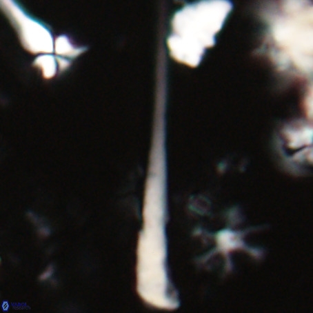 Orthorhabdus serratus VR 028109