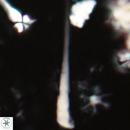 Orthorhabdus serratus VR 028109