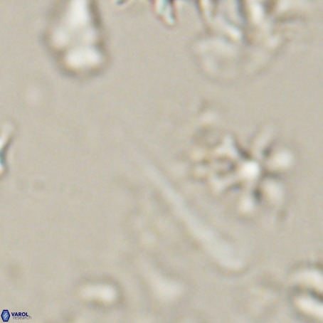 Orthorhabdus serratus VR 028115