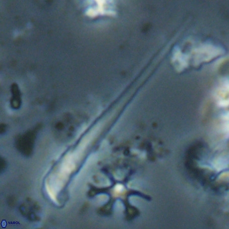 Orthorhabdus serratus VR 028117