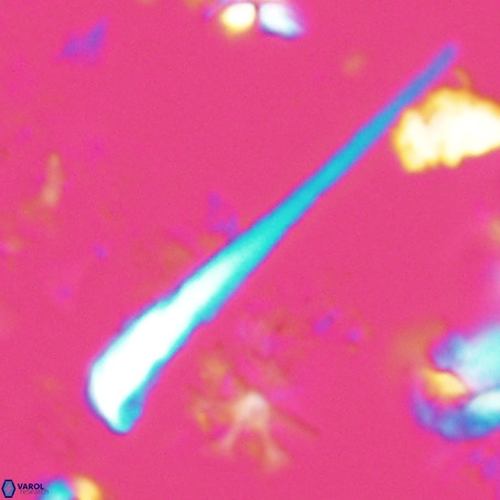 Orthorhabdus serratus VR 028111