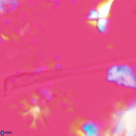 Orthorhabdus serratus VR 028112