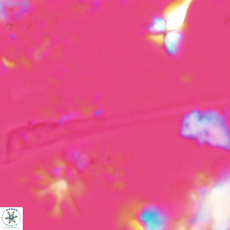 Orthorhabdus serratus VR 028112