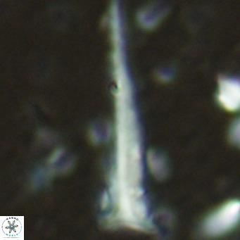 Orthorhabdus serratus VR 16849