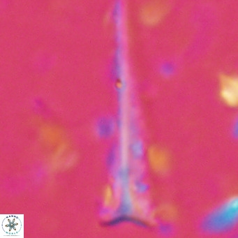 Orthorhabdus serratus VR 16850