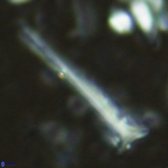 Orthorhabdus serratus VR 16853