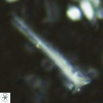 Orthorhabdus serratus VR 16853