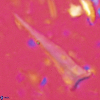 Orthorhabdus serratus VR 16854