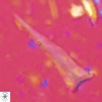 Orthorhabdus serratus VR 16854