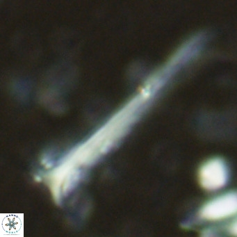 Orthorhabdus serratus VR 16858