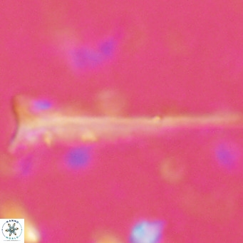 Orthorhabdus serratus VR 16859