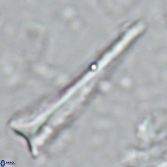 Orthorhabdus serratus VR 16864