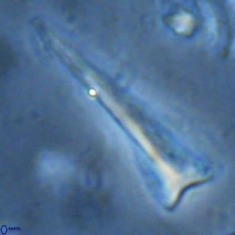 Orthorhabdus serratus VR 16868