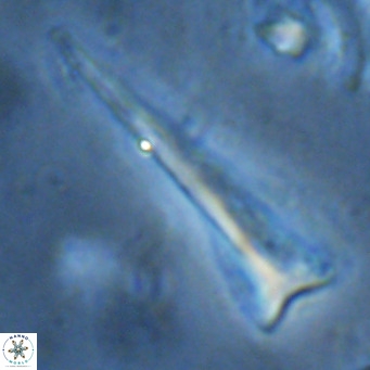Orthorhabdus serratus VR 16868