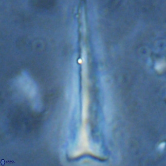 Orthorhabdus serratus VR 16869