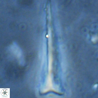 Orthorhabdus serratus VR 16869