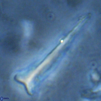 Orthorhabdus serratus VR 16870
