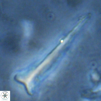 Orthorhabdus serratus VR 16870