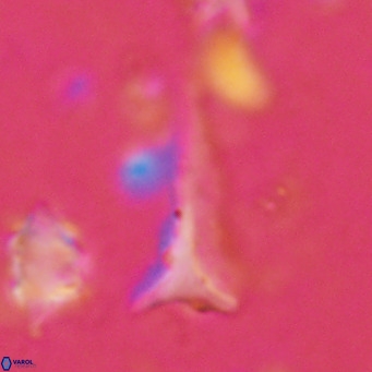 Orthorhabdus serratus VR 18043