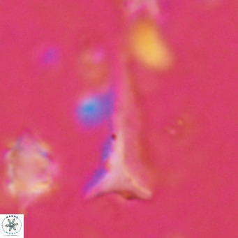 Orthorhabdus serratus VR 18043