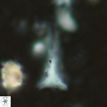 Orthorhabdus serratus VR 18044