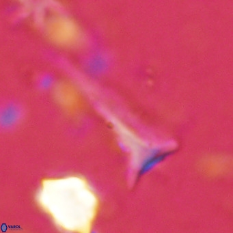 Orthorhabdus serratus VR 18046