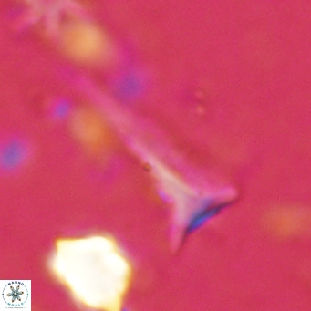 Orthorhabdus serratus VR 18046