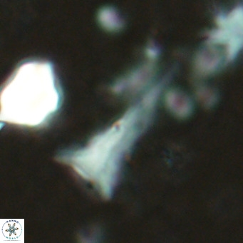 Orthorhabdus serratus VR 18048
