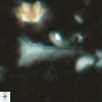 Orthorhabdus serratus VR 18052