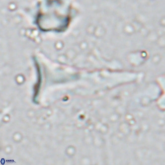 Orthorhabdus serratus VR 18055