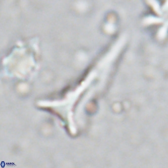 Orthorhabdus serratus VR 18056