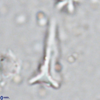 Orthorhabdus serratus VR 18058
