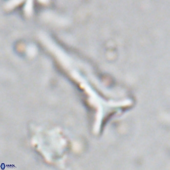 Orthorhabdus serratus VR 18059