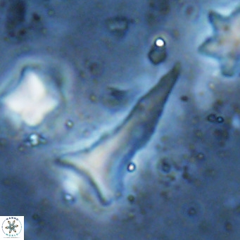Orthorhabdus serratus VR 18062