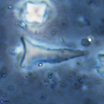 Orthorhabdus serratus VR 18064