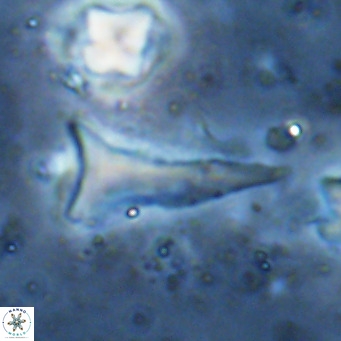 Orthorhabdus serratus VR 18064
