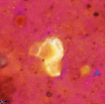 Orthozygus aureus 2337