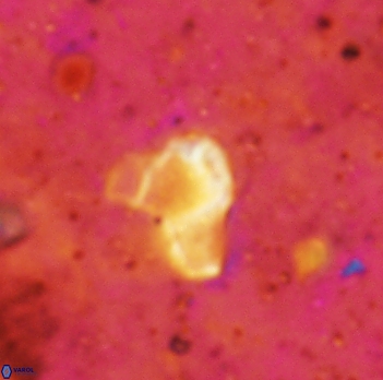 Orthozygus aureus 2337
