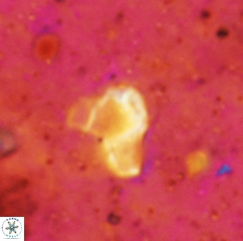 Orthozygus aureus 2337