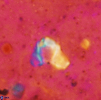 Orthozygus aureus 2338