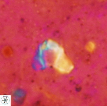 Orthozygus aureus 2338