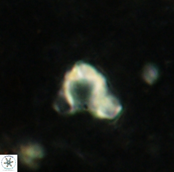 Orthozygus aureus 2339
